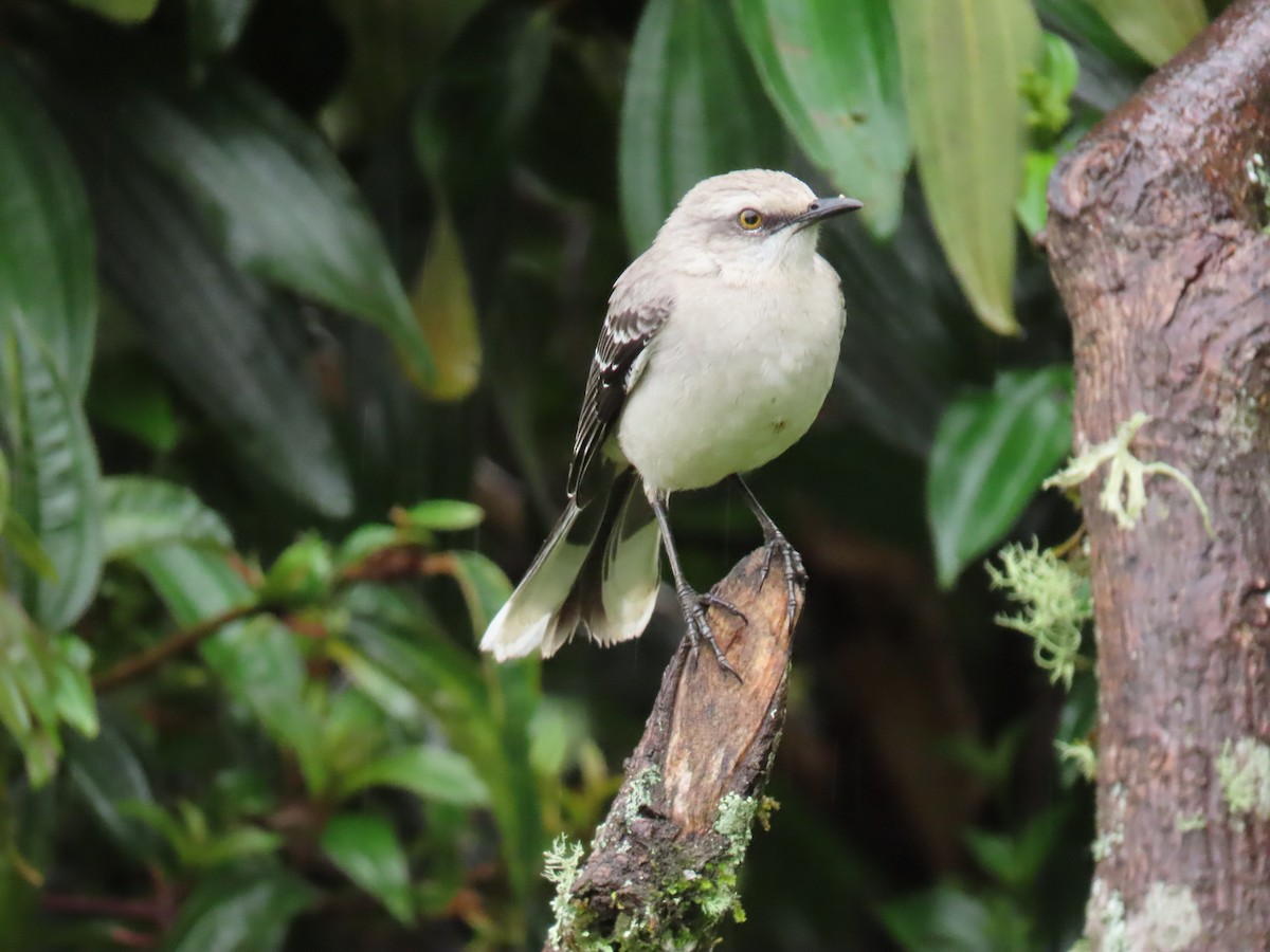 Tropical Mockingbird - ML643501769