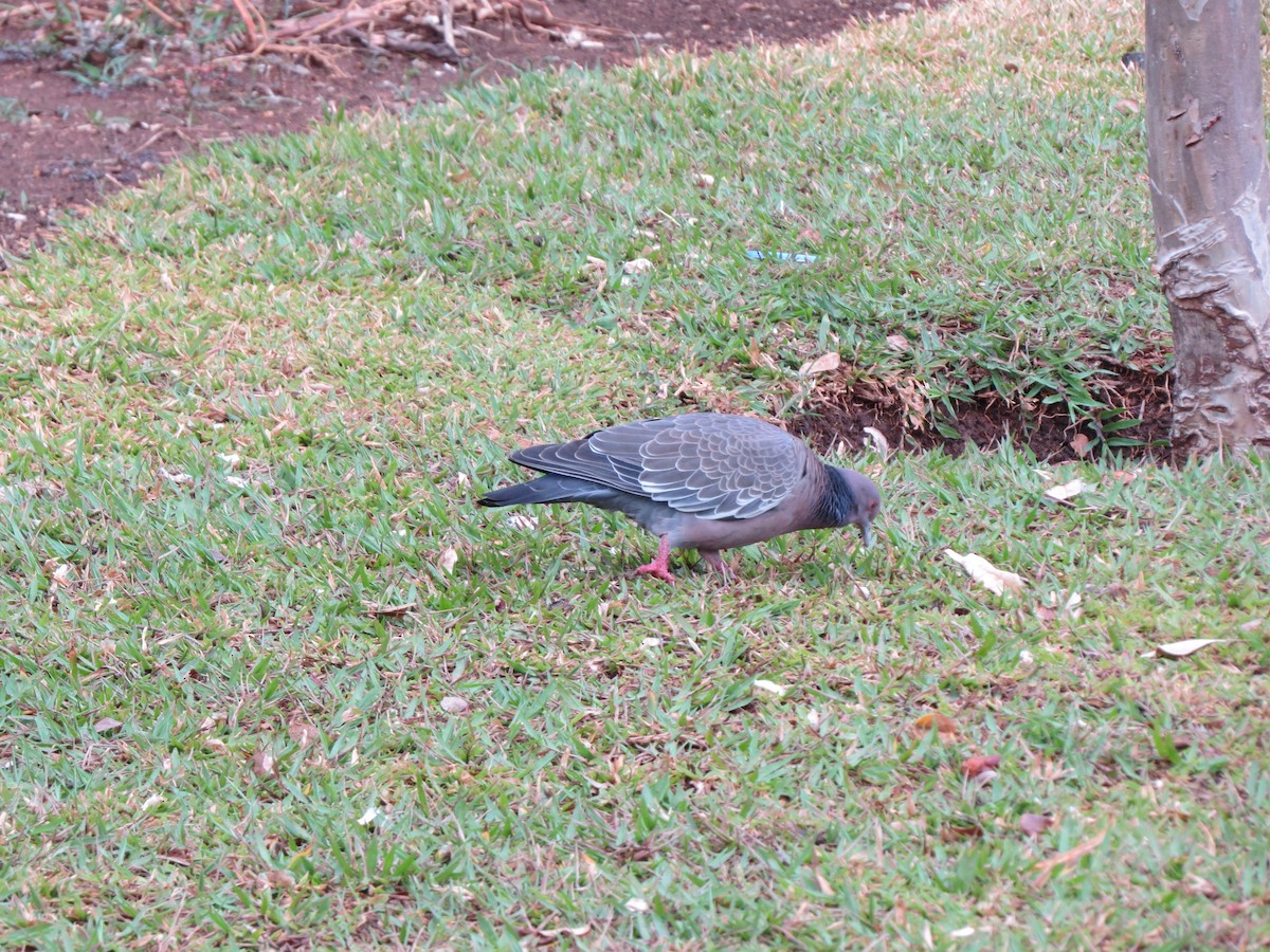 Picazuro Pigeon - ML643501777