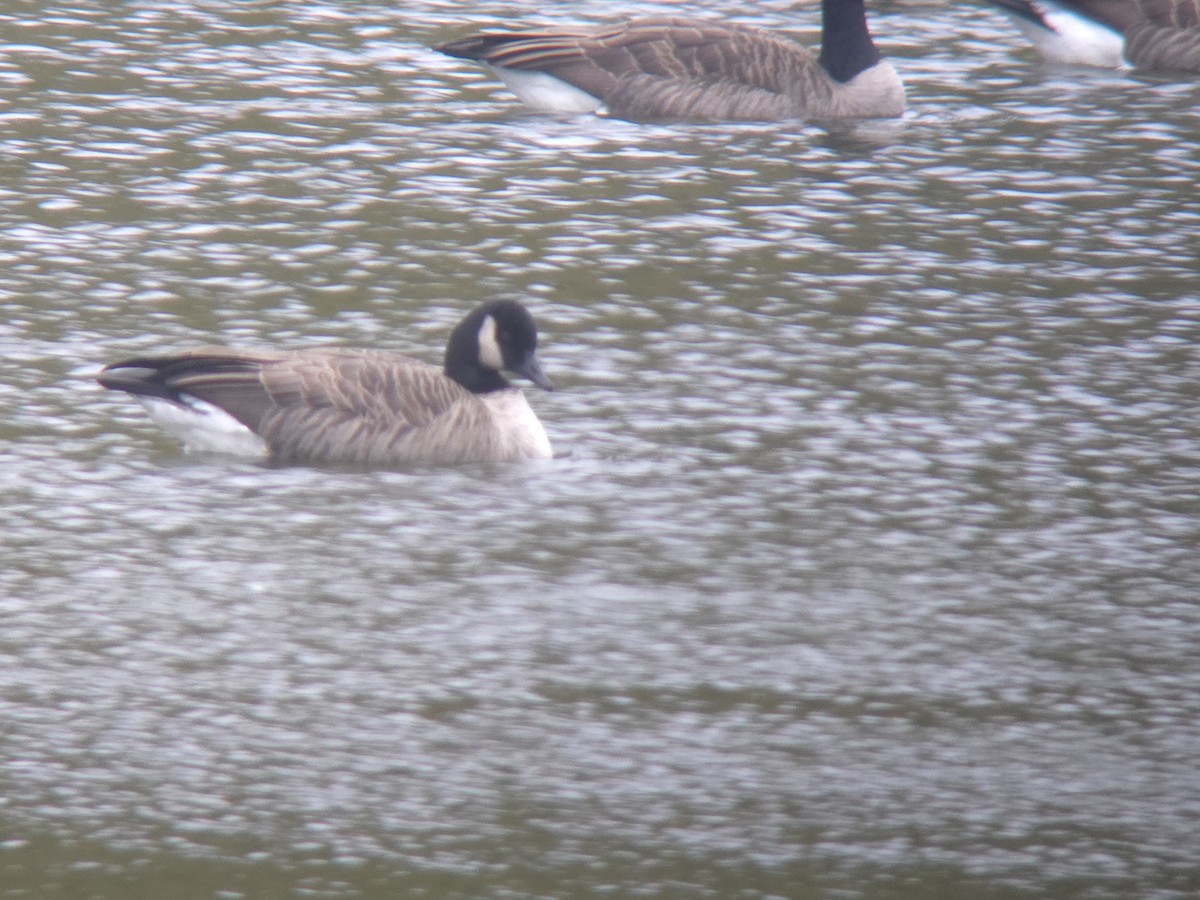 Cackling Goose - ML643501778