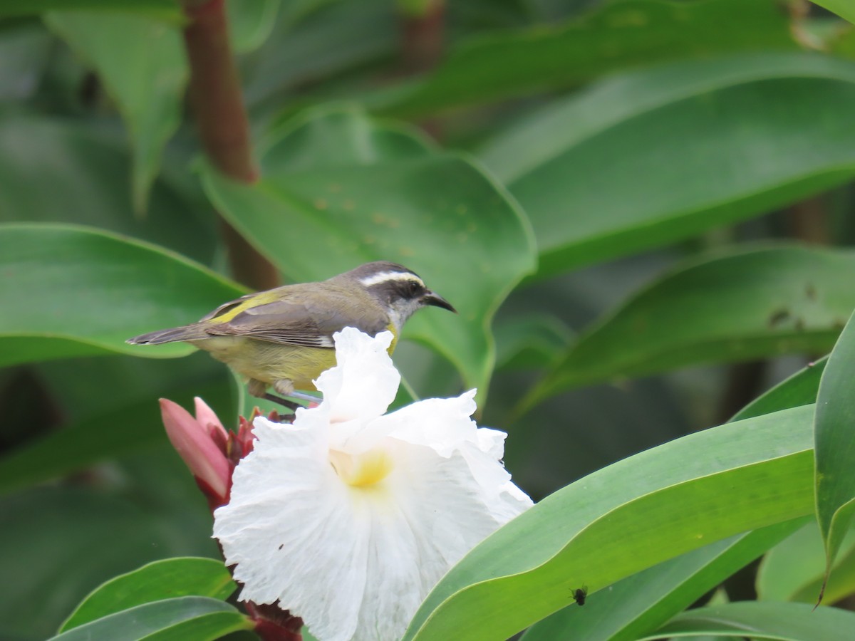 Bananaquit - ML643501787