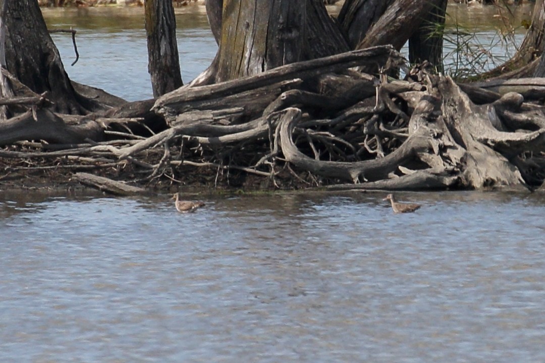 Hudsonian Godwit - ML643501791