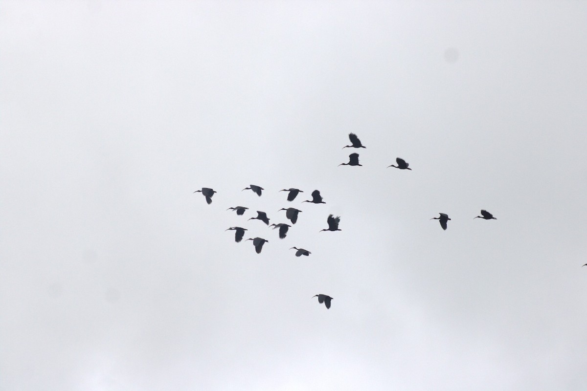 Bare-faced Ibis - ML643501795