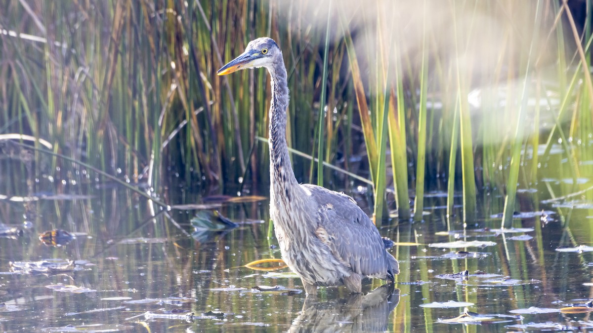 Garza Azulada - ML643501799