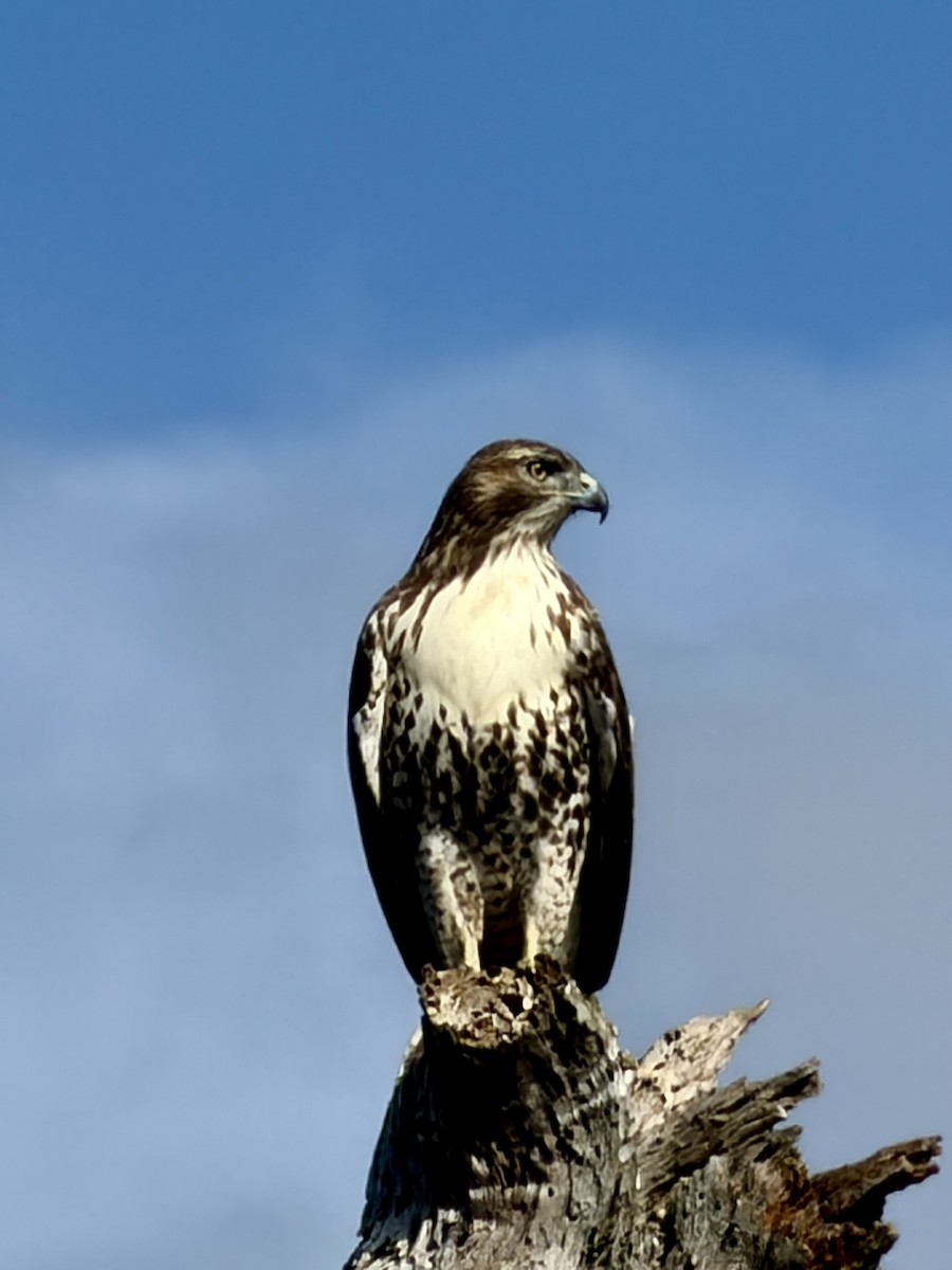 Red-tailed Hawk - ML643501805