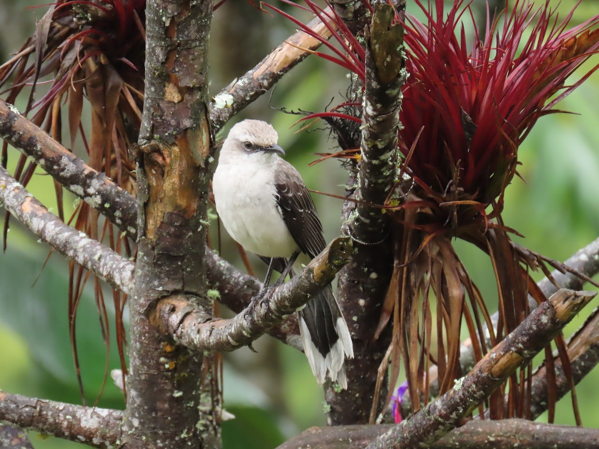 Tropical Mockingbird - ML643501811