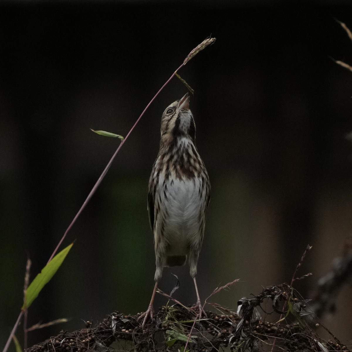 Song Sparrow - ML643501836