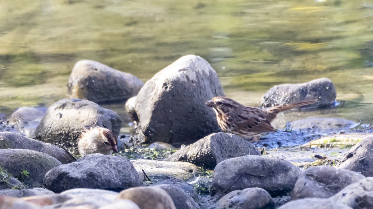 Song Sparrow - ML643501844