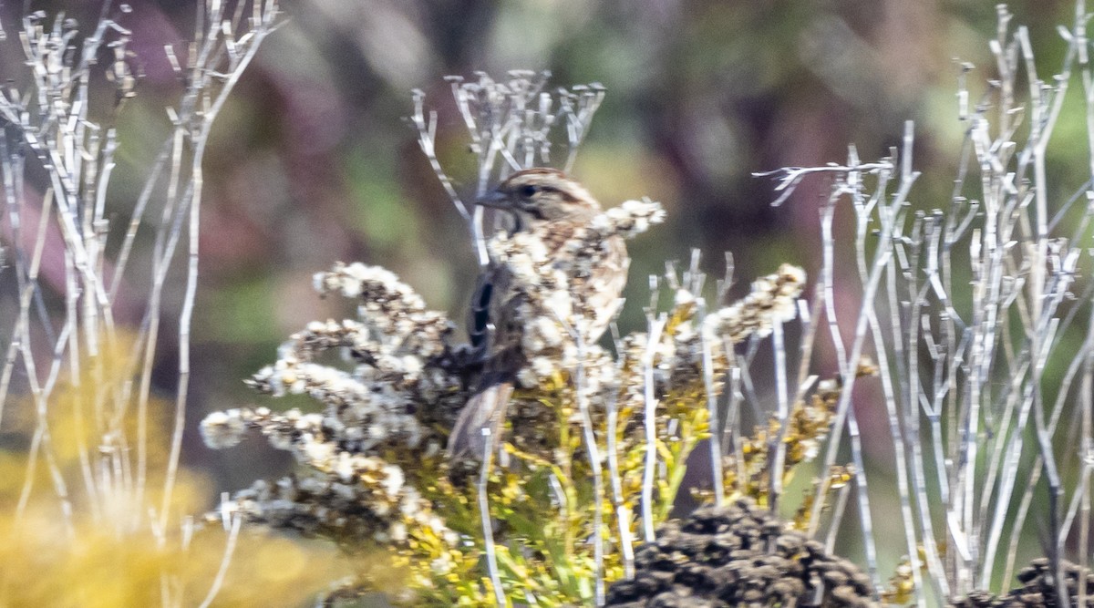 Song Sparrow - ML643501846