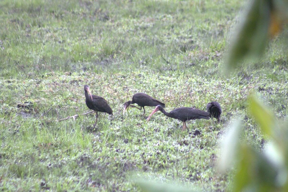 Bare-faced Ibis - ML643501847