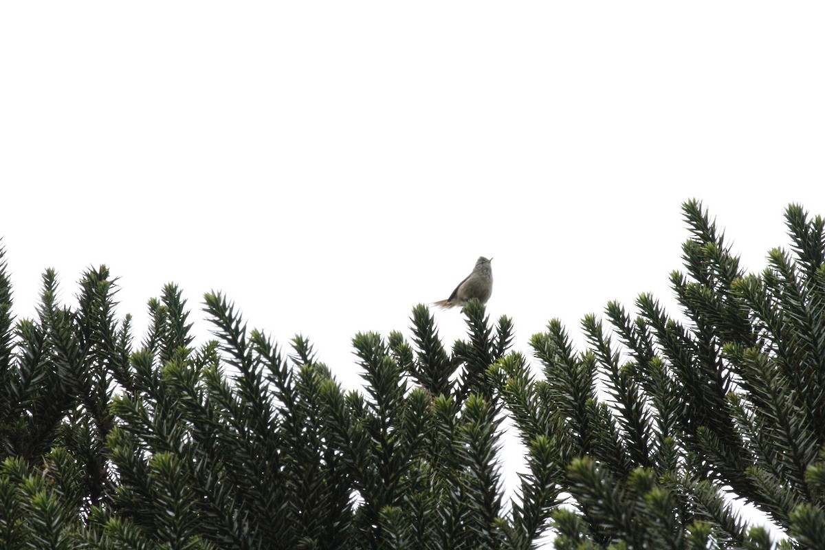 Araukarya Makaskuyruğu - ML643501849