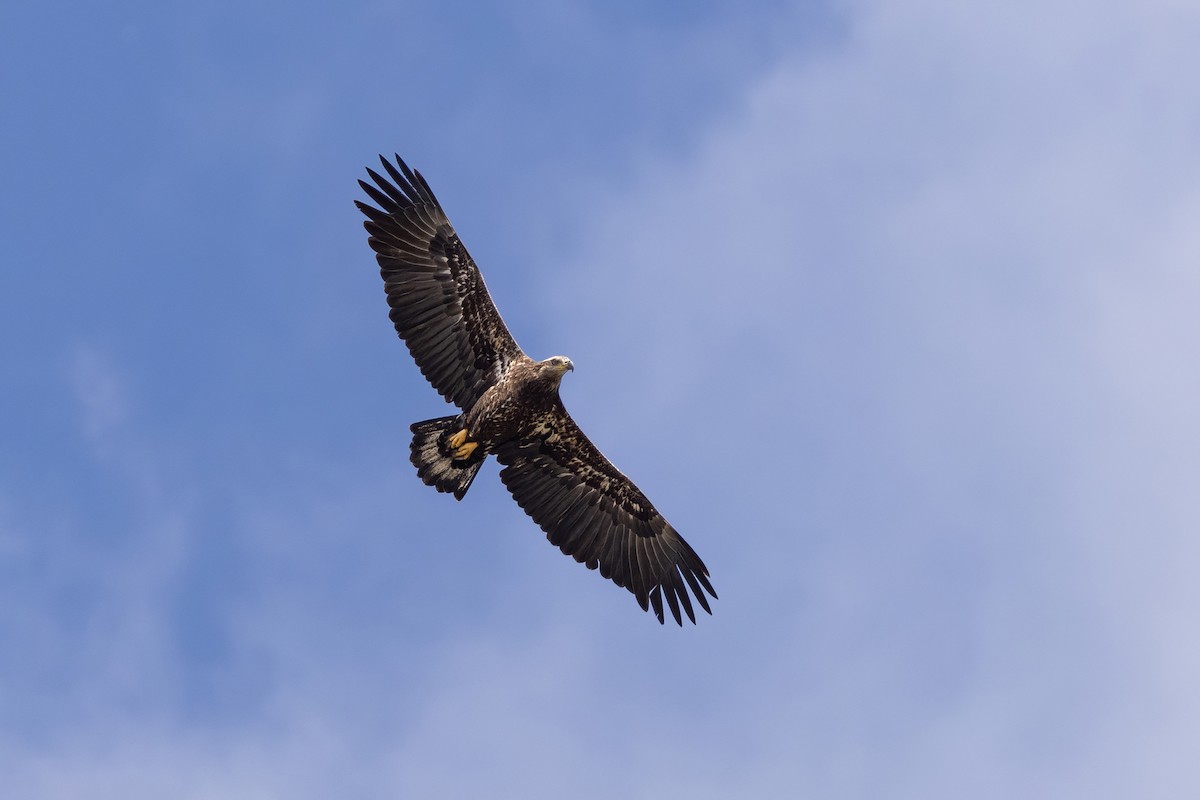 Bald Eagle - ML643501850