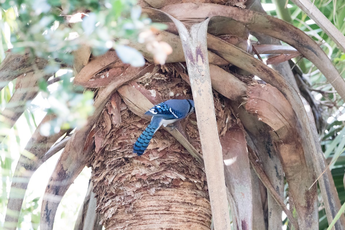 Blue Jay - ML643501868