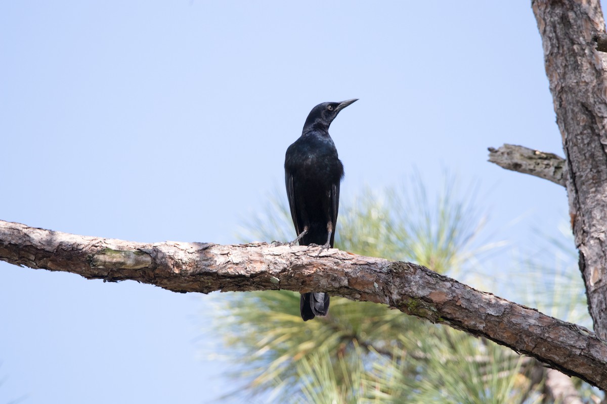 Fish Crow - ML643501873