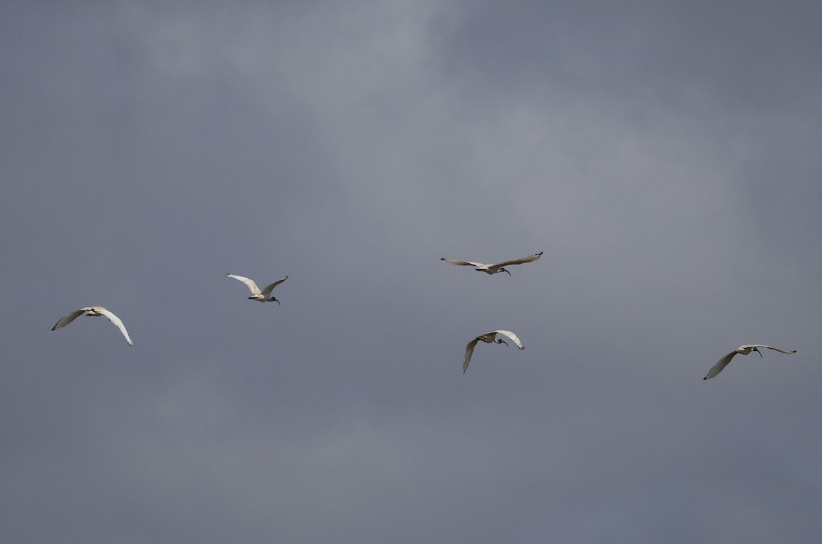 ibis australský - ML643501878
