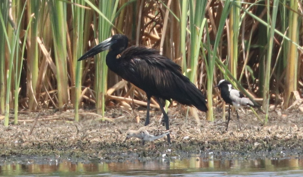 African Openbill - ML643501887