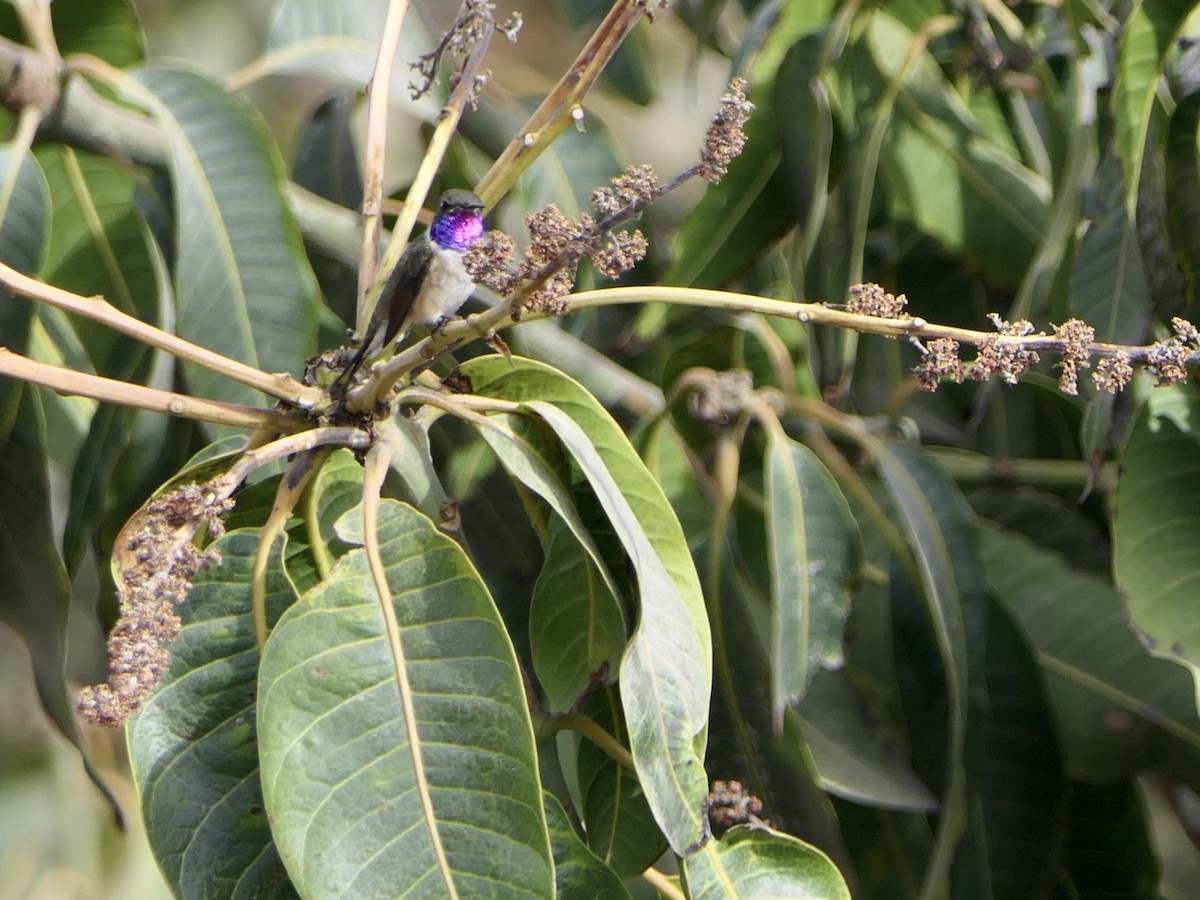 Chilean Woodstar - ML643501911