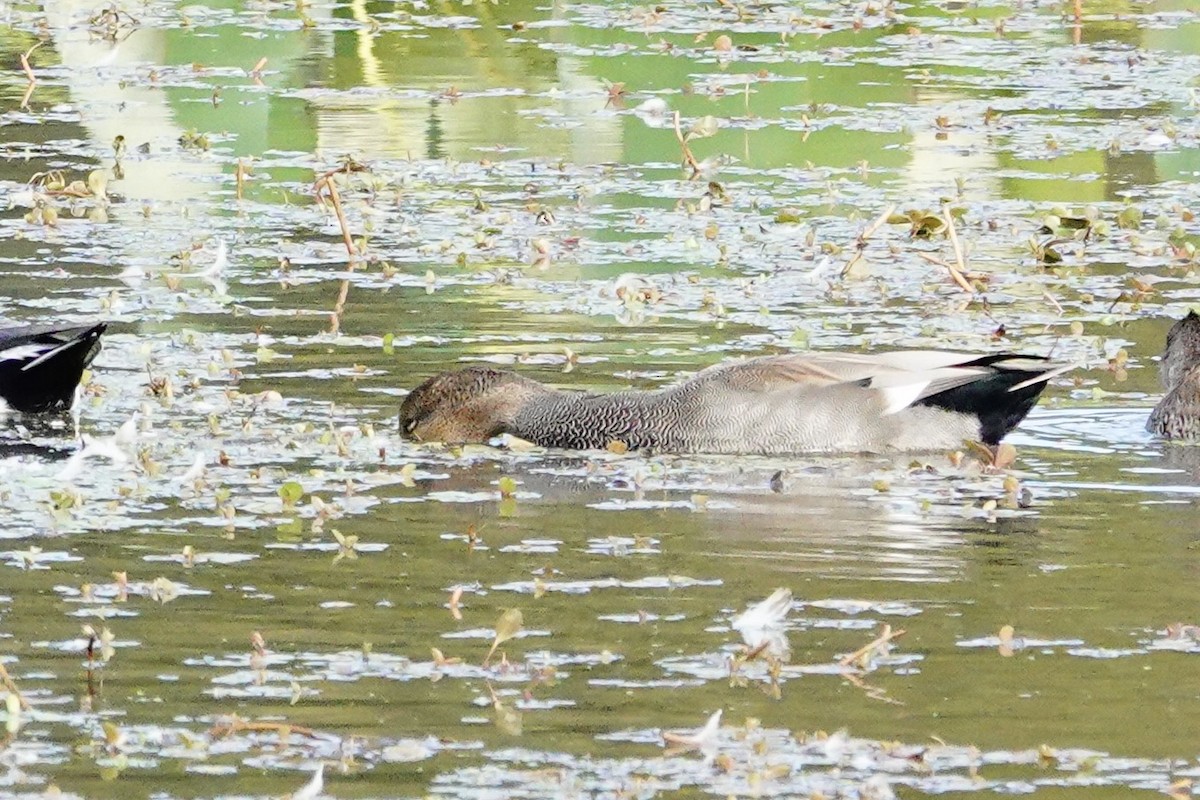 Gadwall - ML643501917