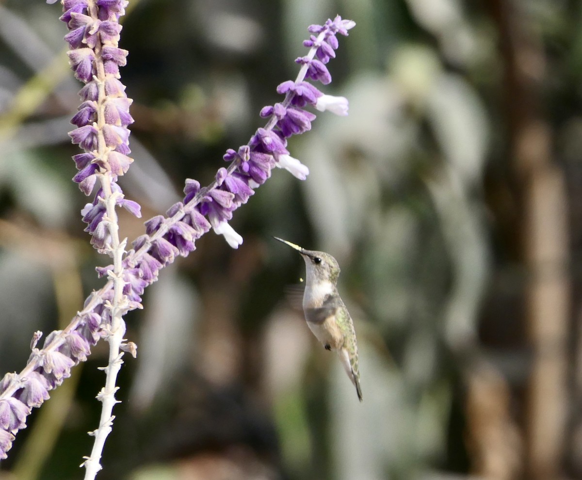 Chilean Woodstar - ML643501924