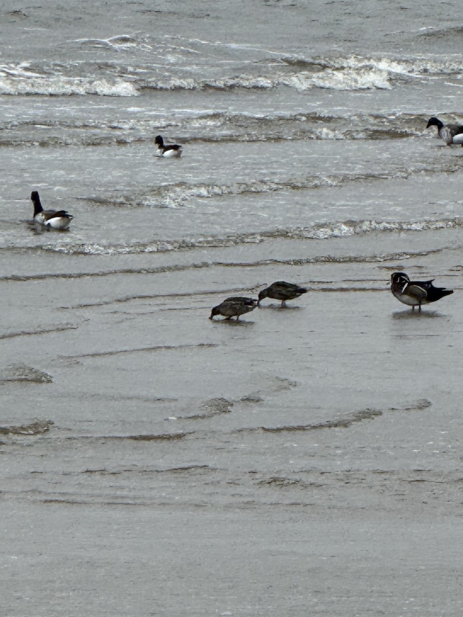 Wood Duck - ML643501932