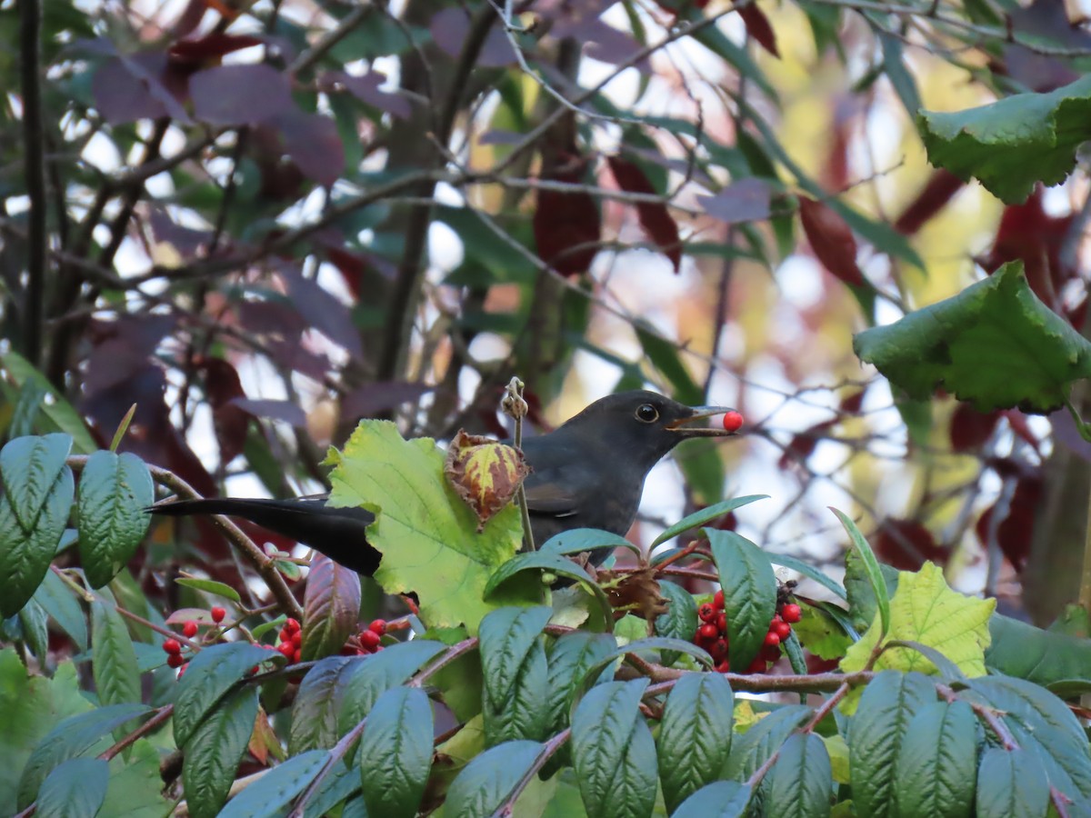 Eurasian Blackbird - ML643501939