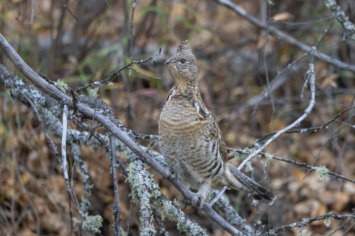 Ruffed Grouse - ML643501940