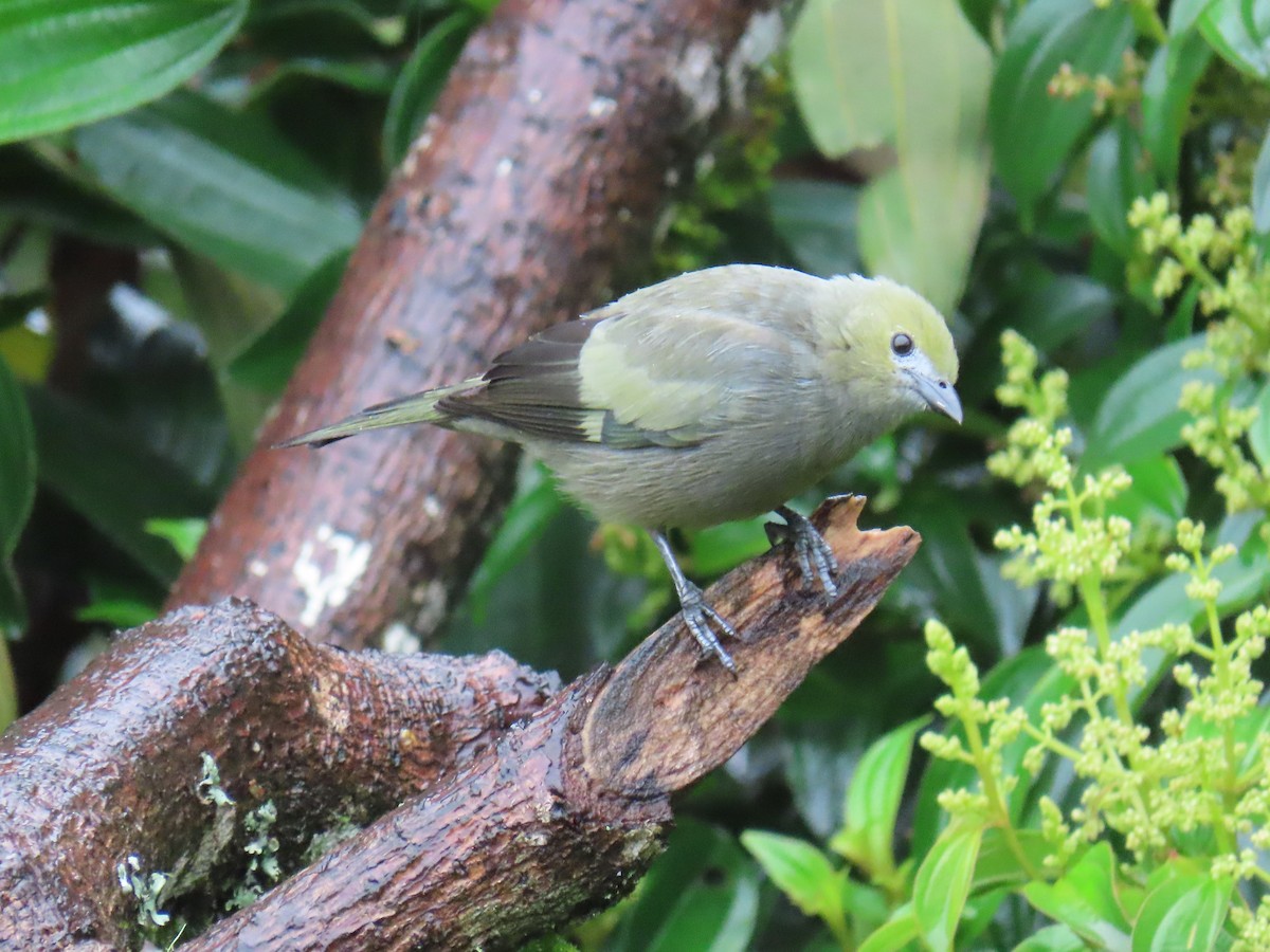 Palm Tanager - ML643501948