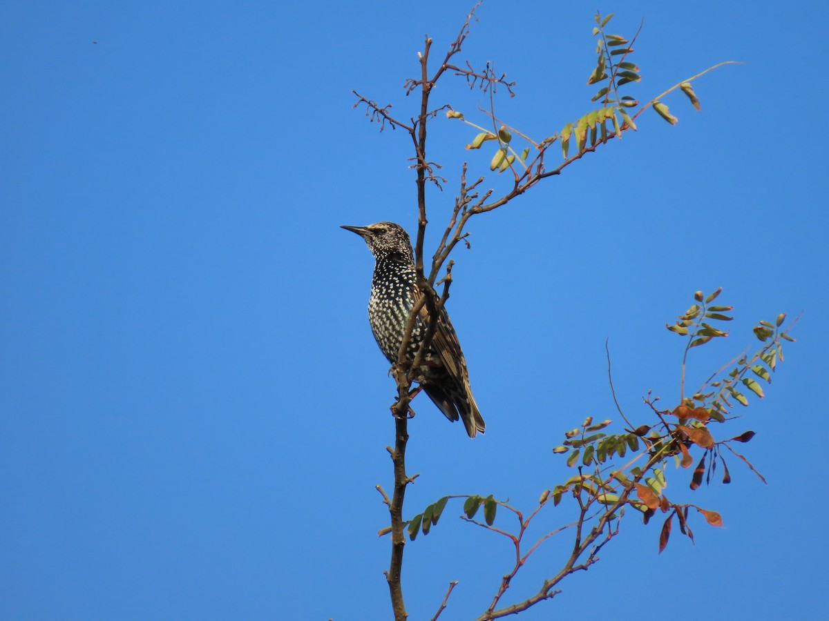 European Starling - ML643501949