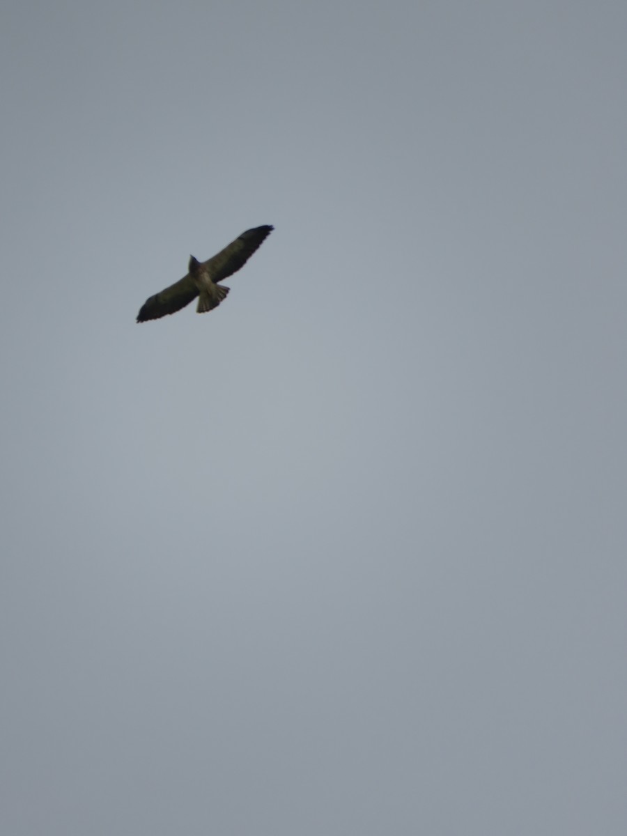 Swainson's Hawk - ML643501986