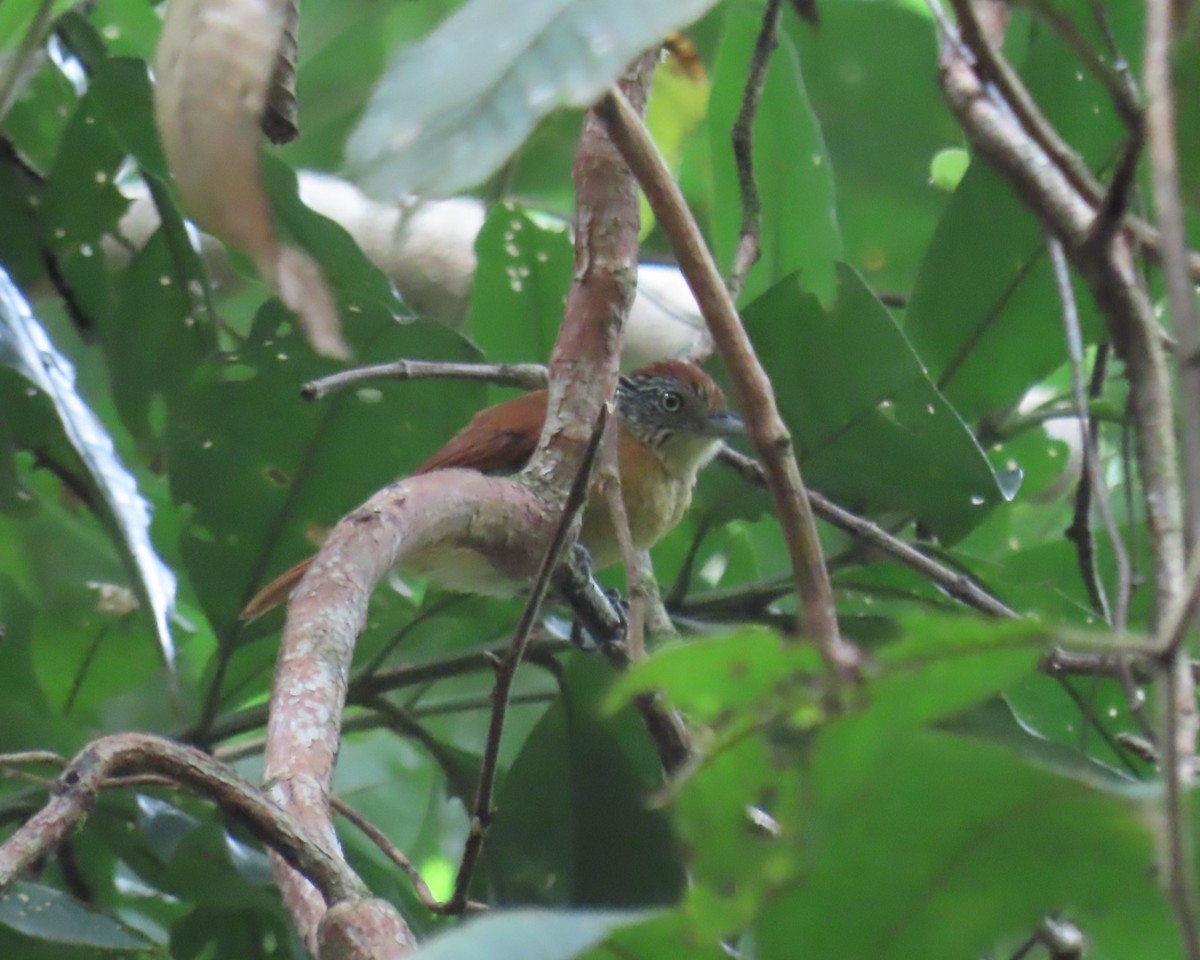 Barred Antshrike - ML643501988