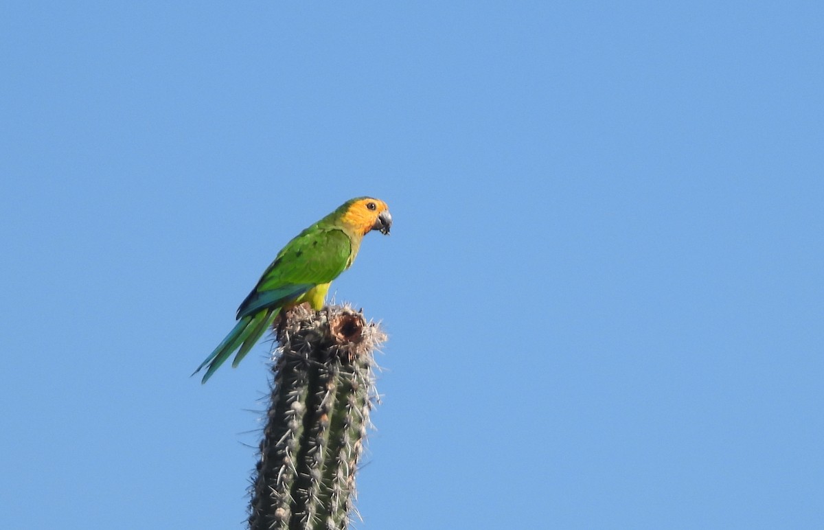 Brown-throated Parakeet - ML643501989