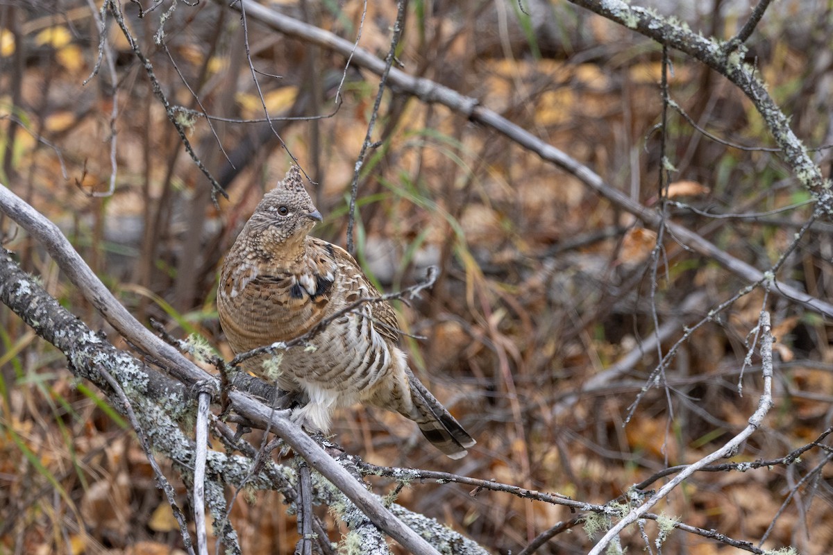 Ruffed Grouse - ML643501992
