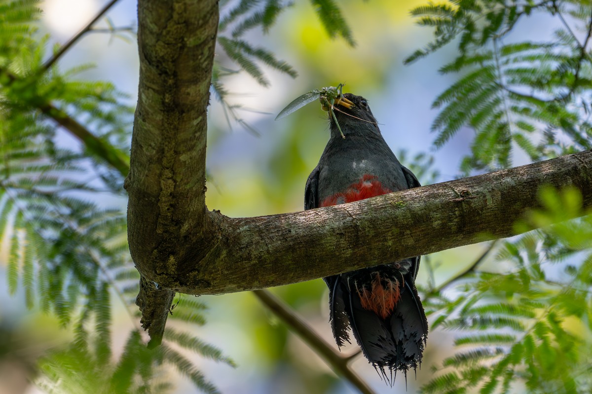 Black-tailed Trogon - ML643501993