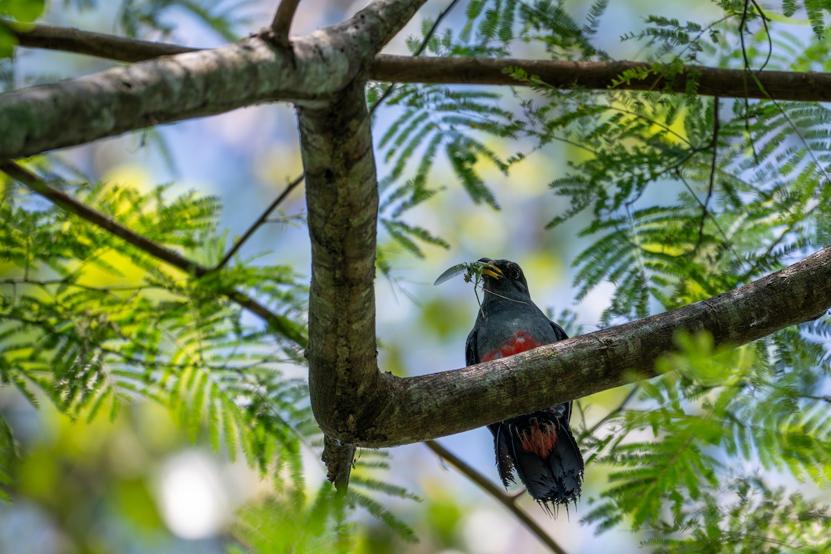 Black-tailed Trogon - ML643501994