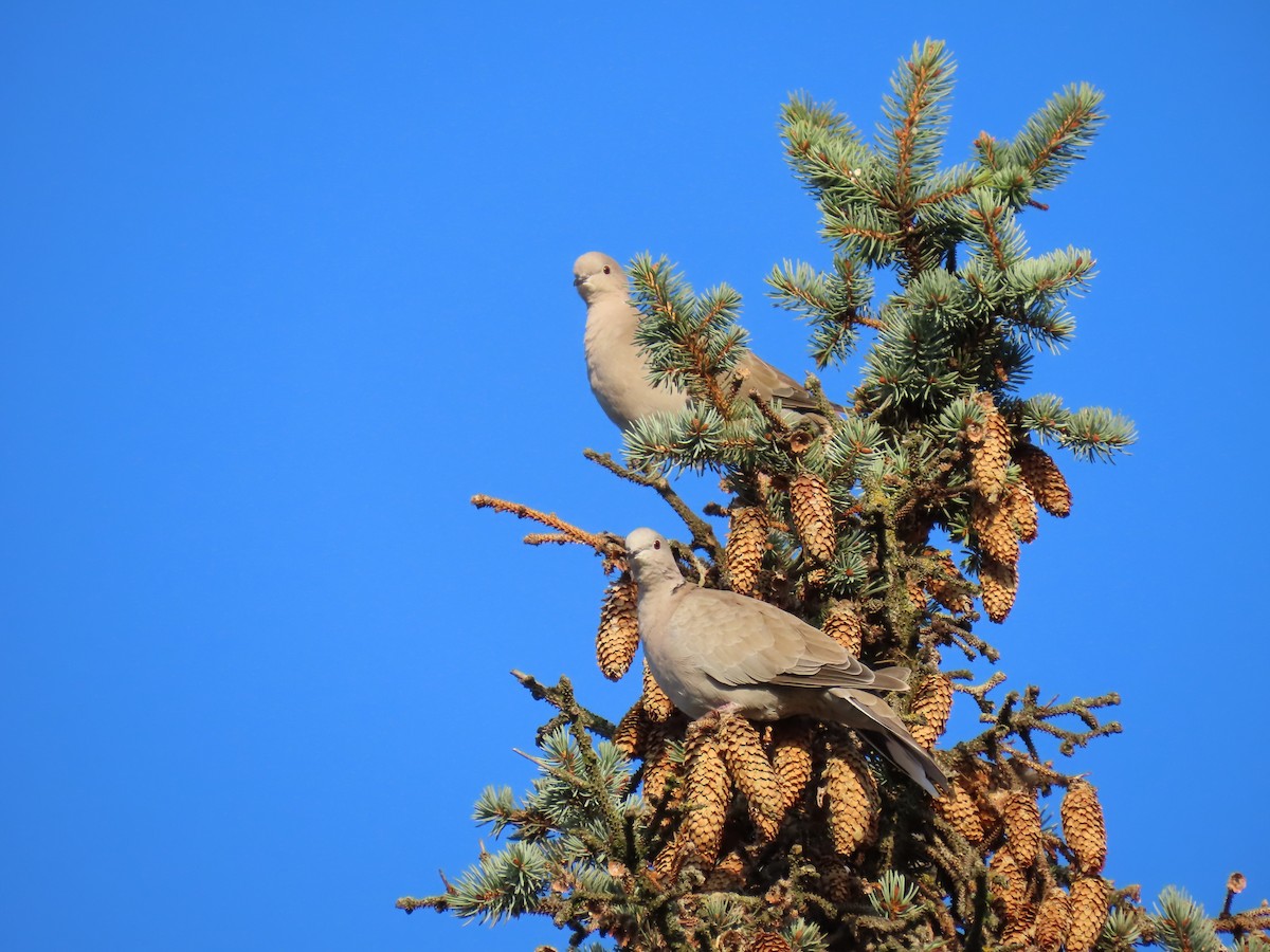 Eurasian Collared-Dove - ML643502006