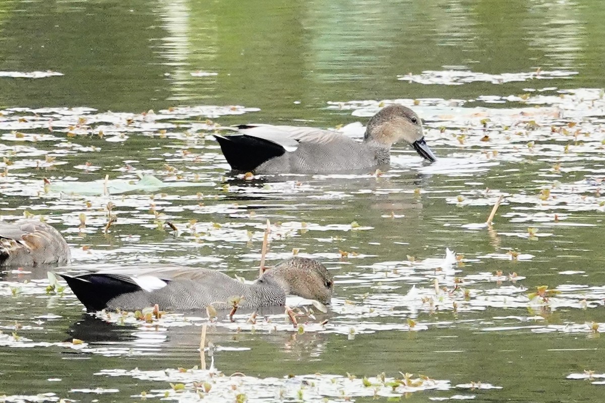 Gadwall - ML643502034