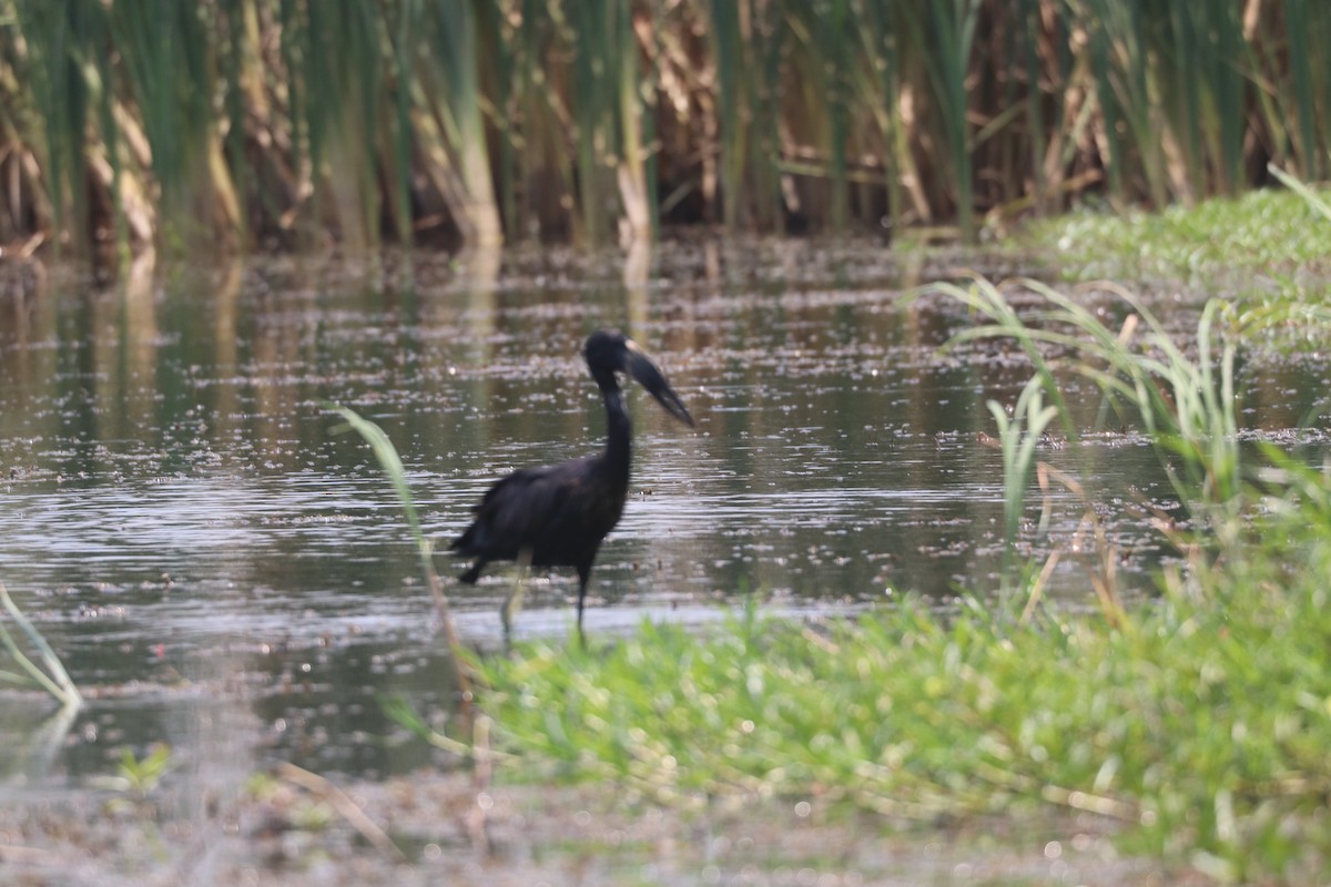 African Openbill - ML643502035