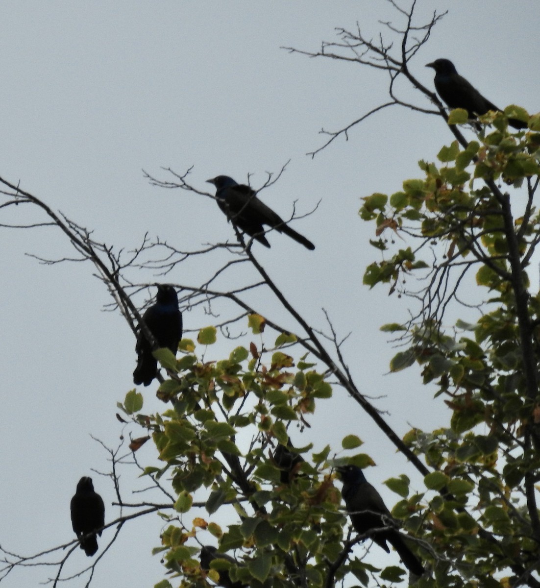 Common Grackle - ML643502045