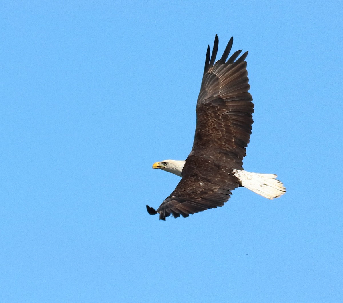 Weißkopf-Seeadler - ML643502086