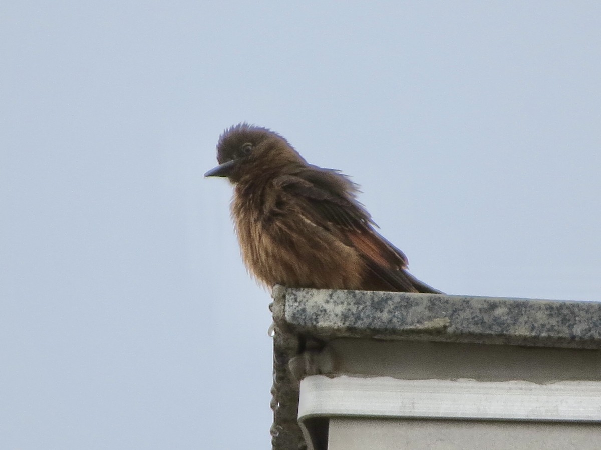 Cliff Flycatcher - ML643502091
