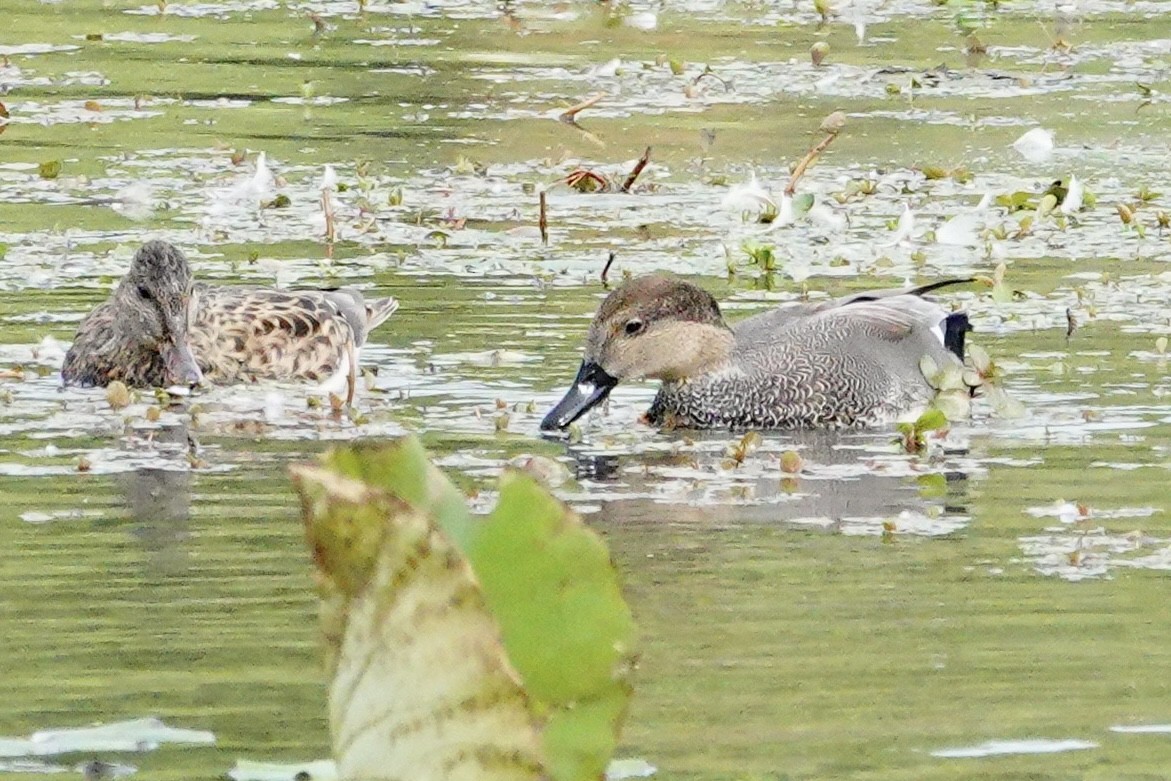 Gadwall - ML643502094