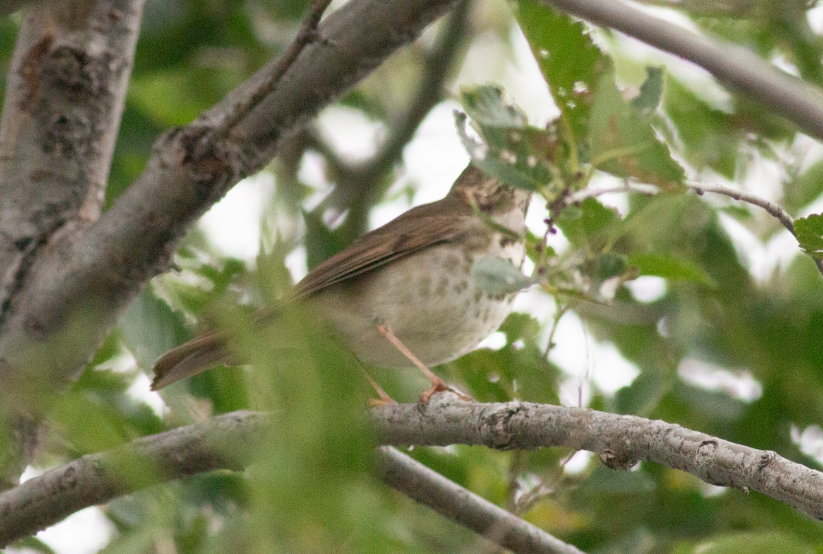 Hermit Thrush - ML643502112