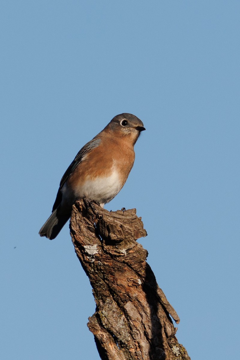 salašník modrý - ML643502114