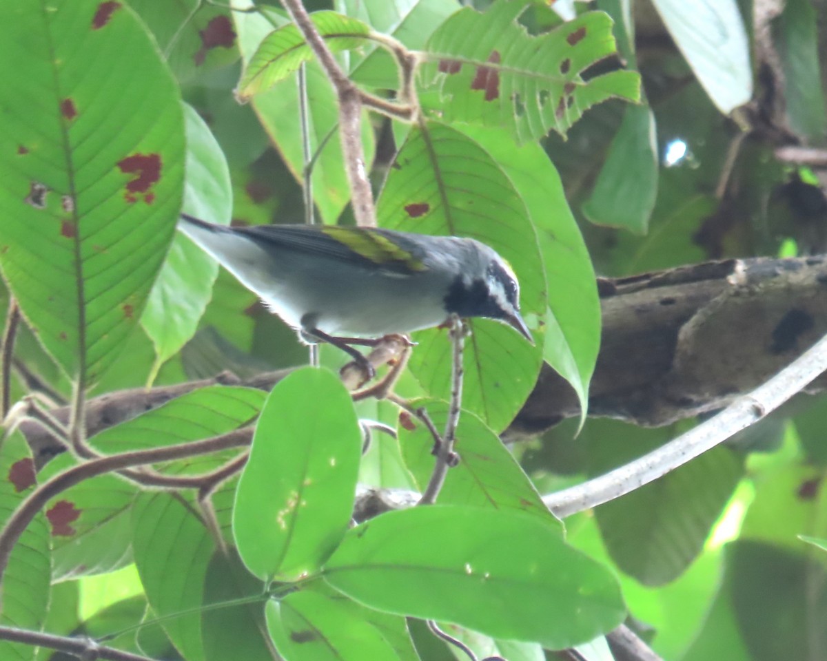 Golden-winged Warbler - ML643502116