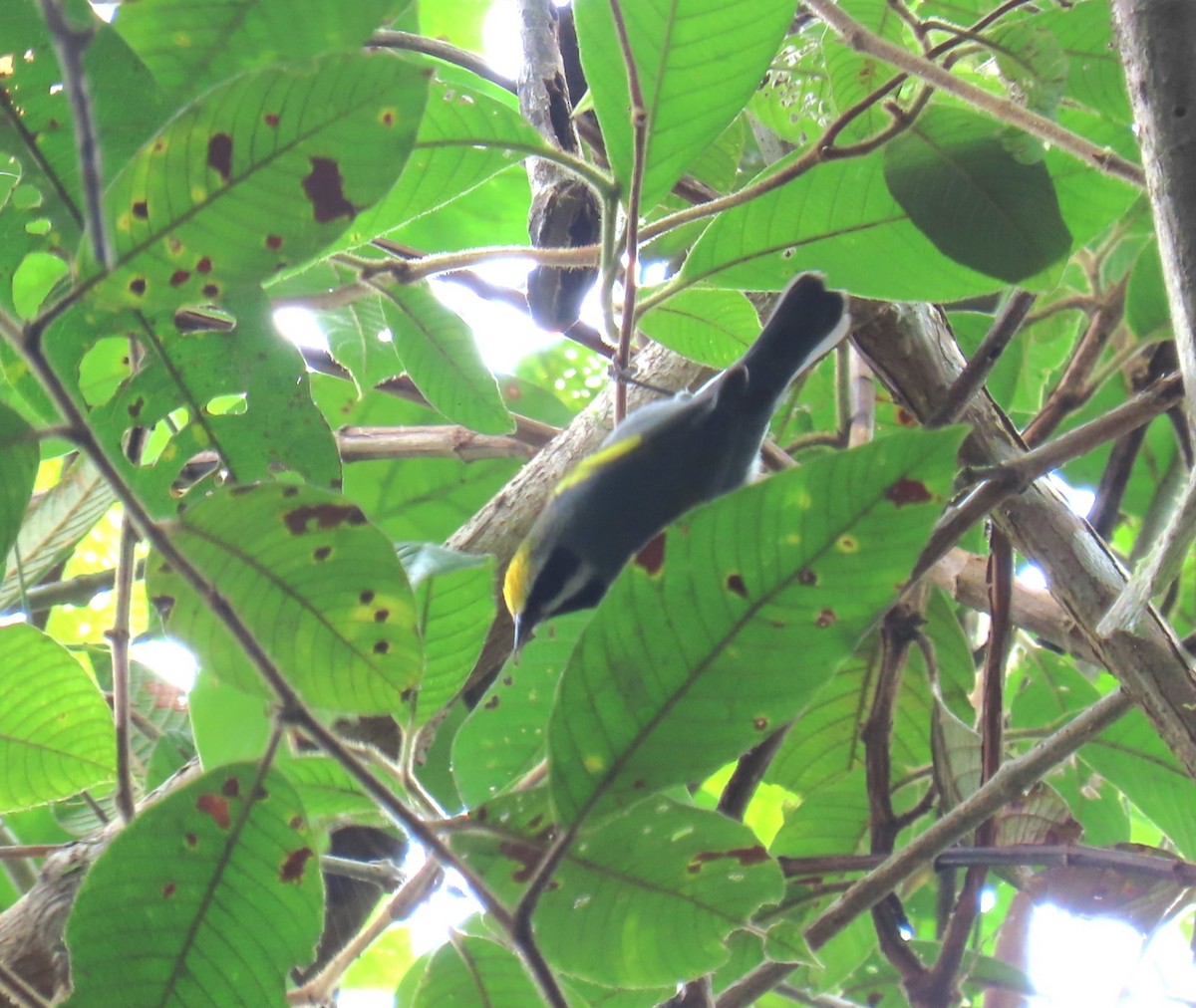 Golden-winged Warbler - ML643502117
