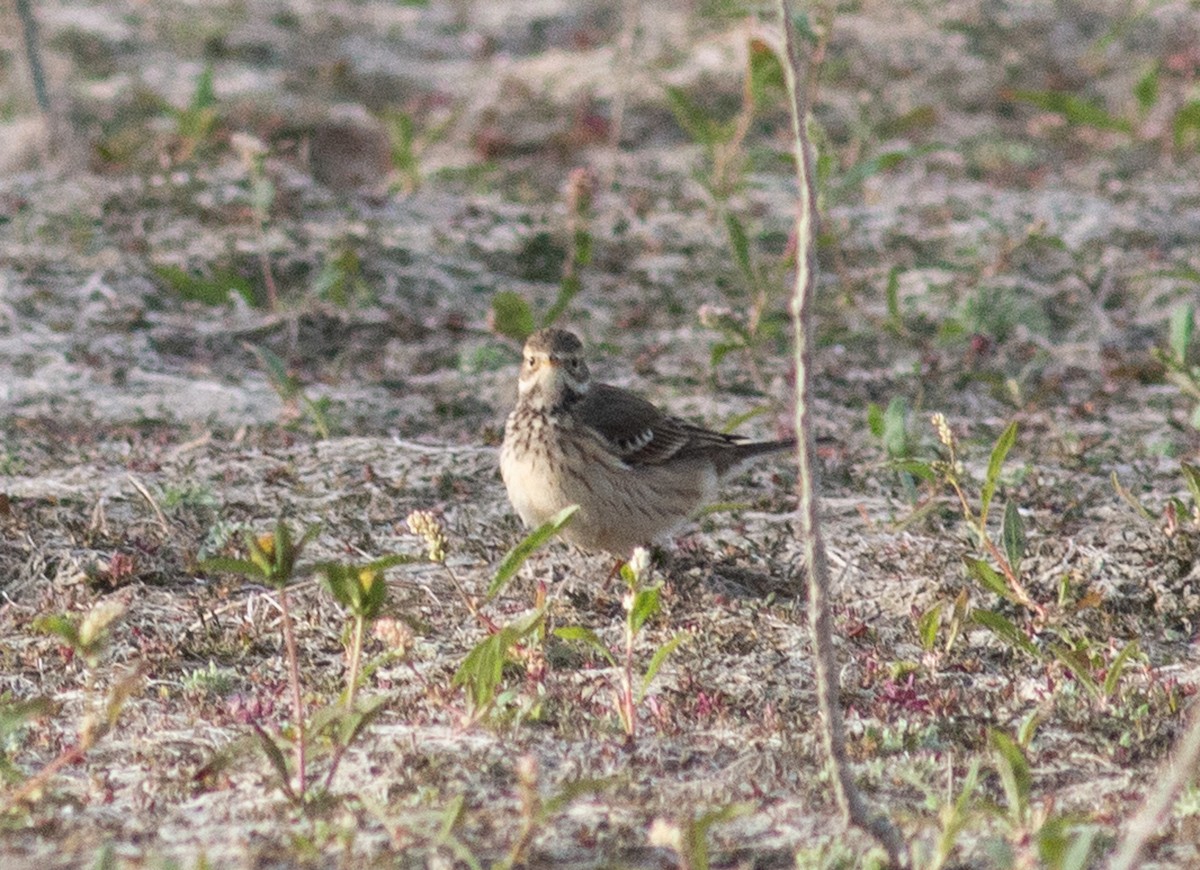American Pipit - ML643502125