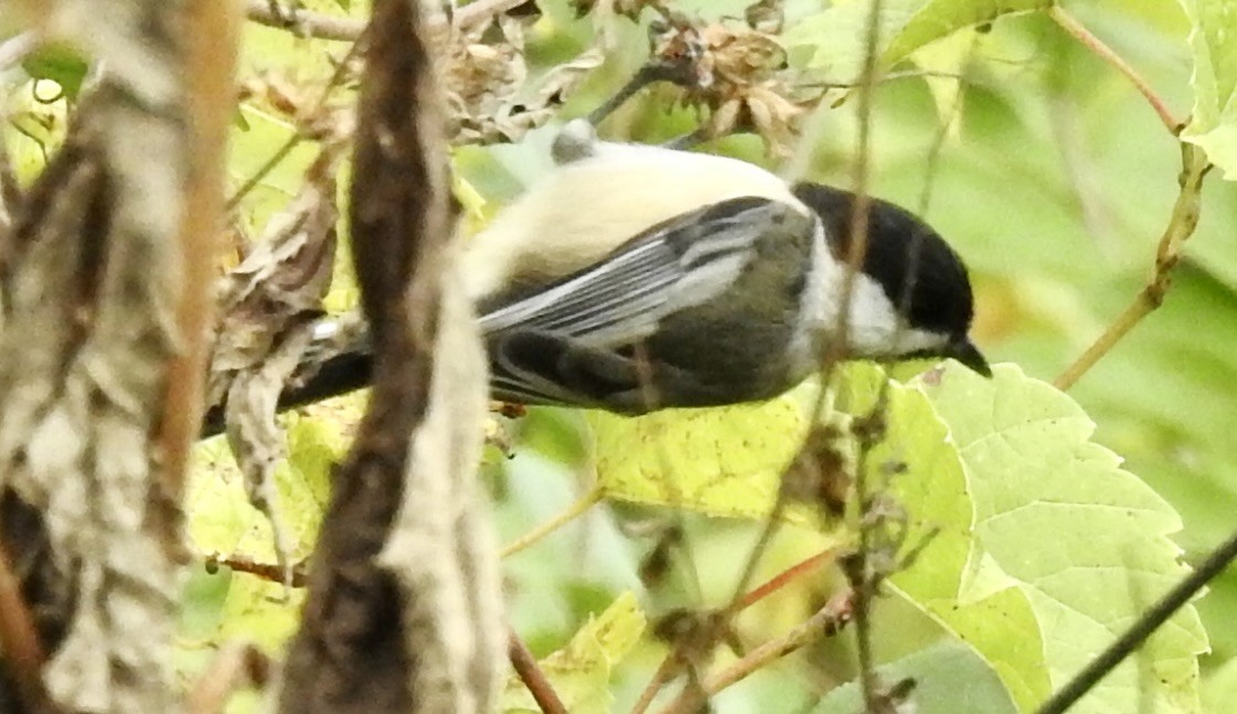 Black-capped Chickadee - ML643502128