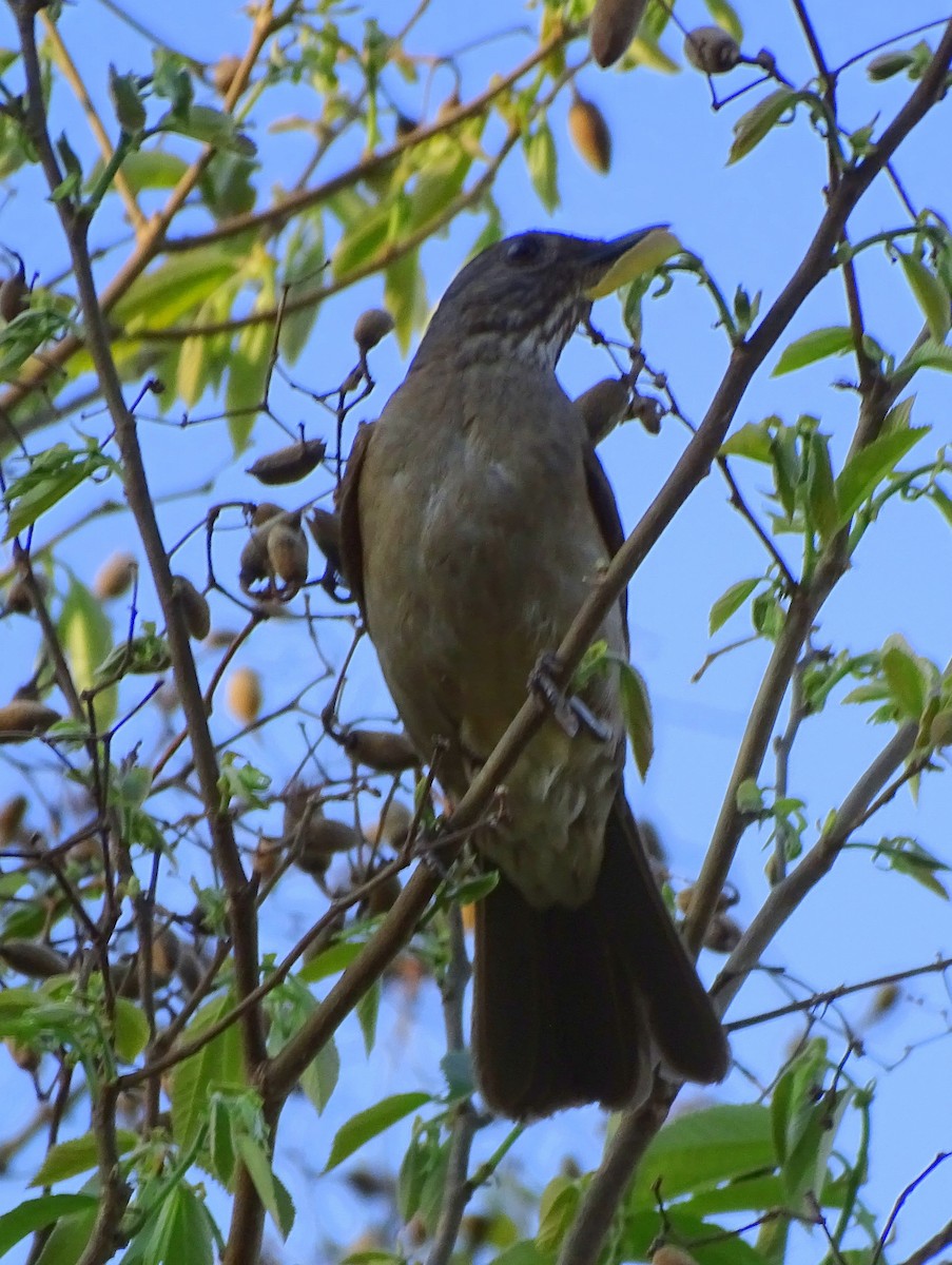 Pale-breasted Thrush - ML643502129