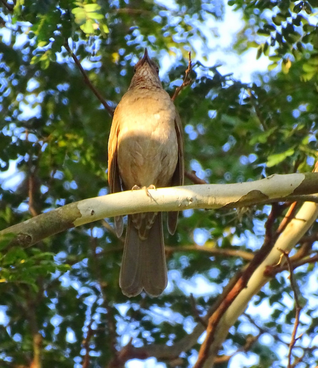 Pale-breasted Thrush - ML643502130