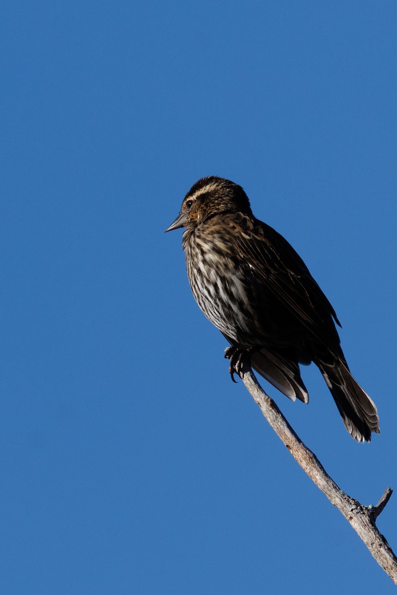 Red-winged Blackbird - ML643502133