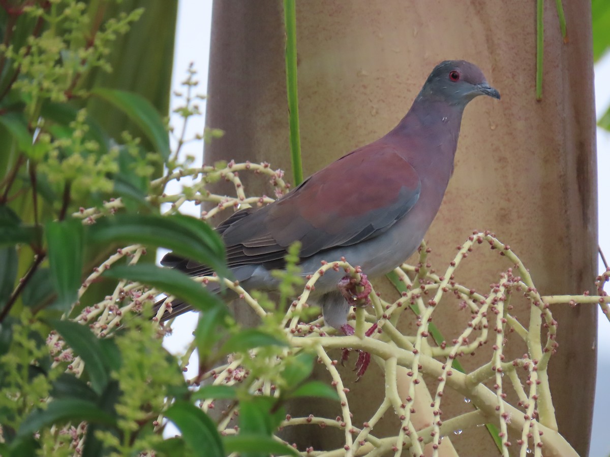 Pale-vented Pigeon - ML643502139